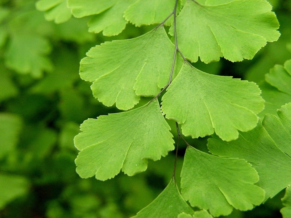 adiantum_capillus-veneris_2